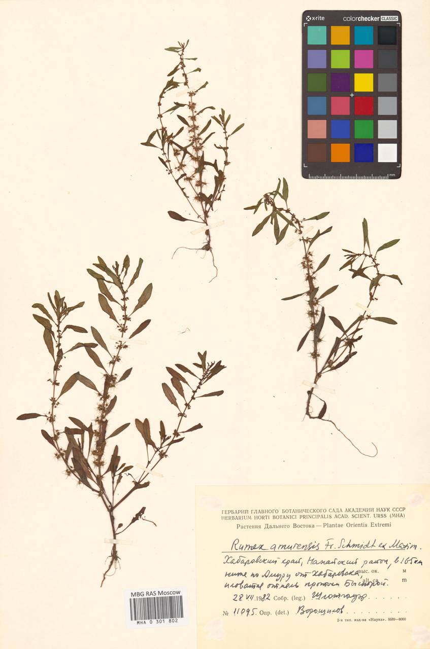 Rumex amurensis F. Schmidt, Siberia, Russian Far East (S6) (Russia)