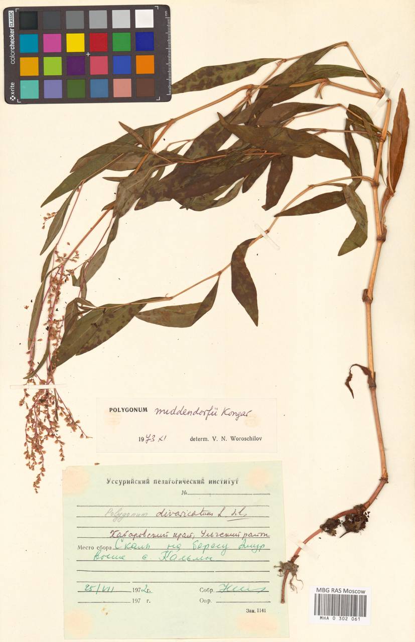 Polygonum ajanense subsp. middendorfii (Kongar) Vorosch., Siberia, Russian Far East (S6) (Russia)