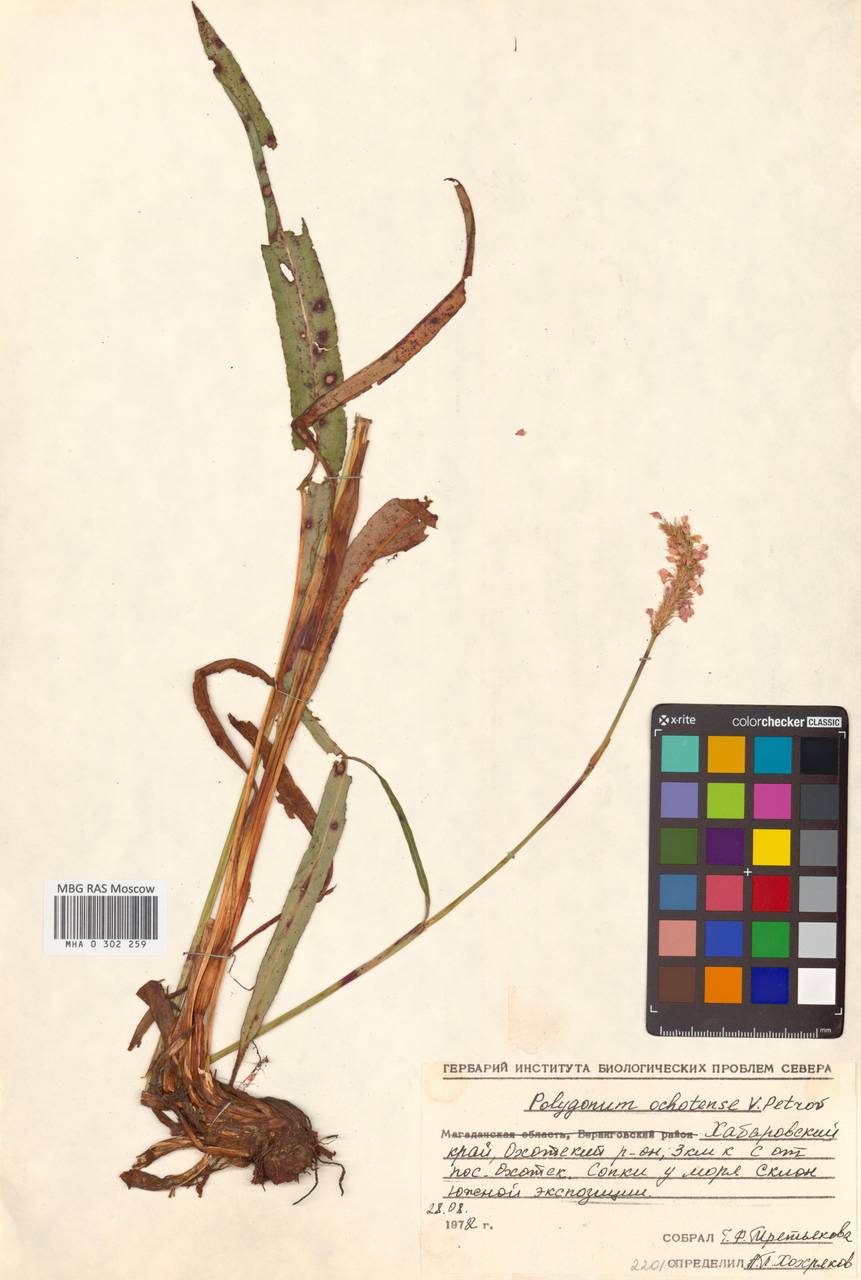Bistorta ochotensis Kom., Siberia, Russian Far East (S6) (Russia)