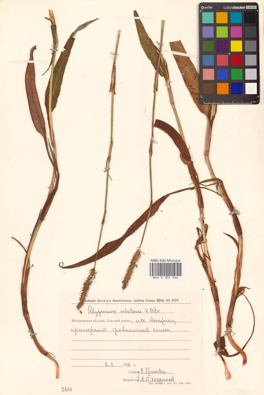Bistorta ochotensis Kom., Siberia, Chukotka & Kamchatka (S7) (Russia)