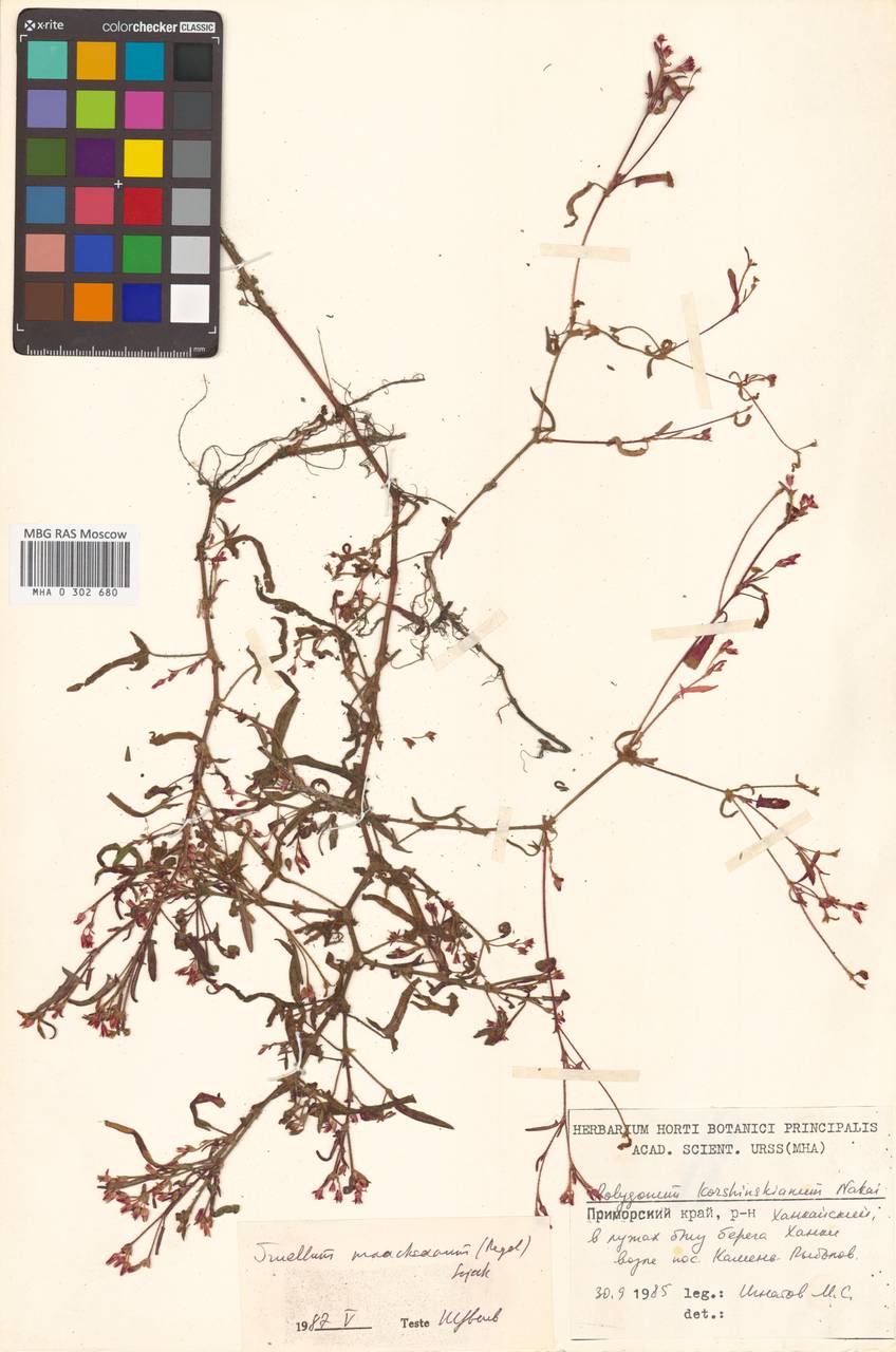 Persicaria maackiana (Regel) Nakai, Siberia, Russian Far East (S6) (Russia)