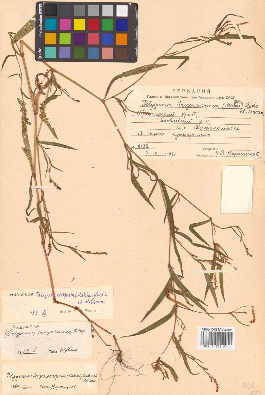 Persicaria longiseta var. rotundata (A. J. Li) B. Li, Siberia, Russian Far East (S6) (Russia)