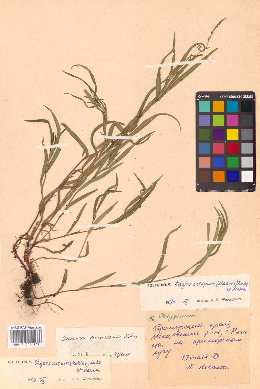 Persicaria longiseta var. rotundata (A. J. Li) B. Li, Siberia, Russian Far East (S6) (Russia)