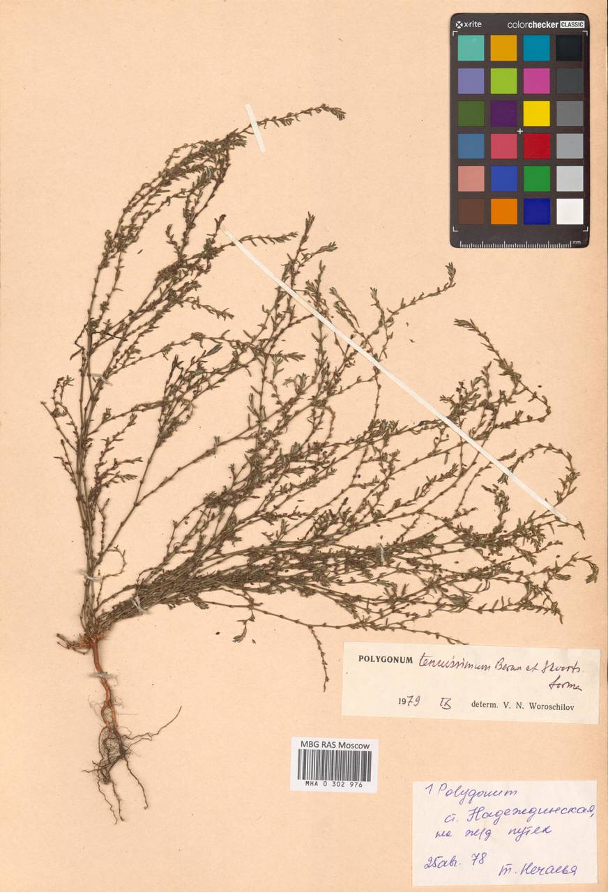 Polygonum tenuissimum A. I. Baranov & Skvortsov ex Vorosch., Siberia, Russian Far East (S6) (Russia)
