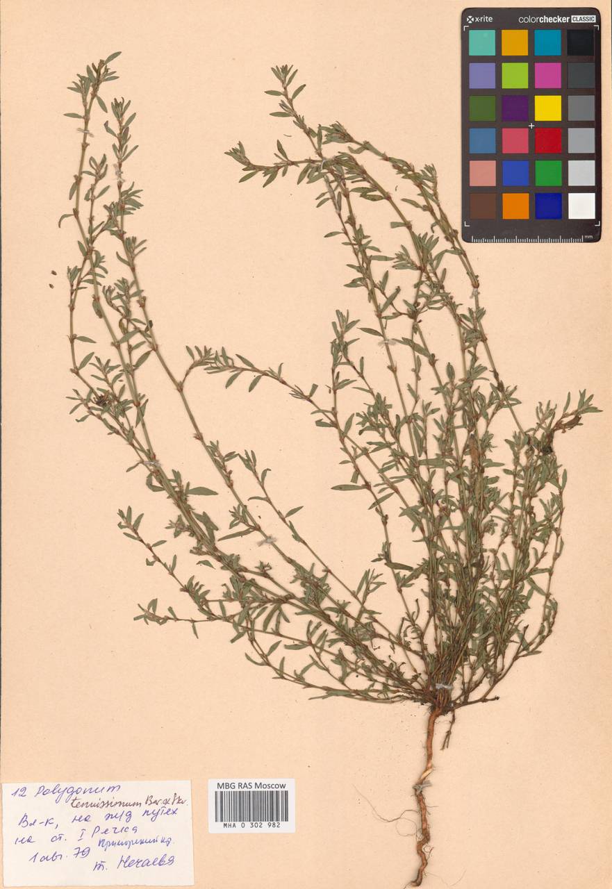 Polygonum tenuissimum A. I. Baranov & Skvortsov ex Vorosch., Siberia, Russian Far East (S6) (Russia)