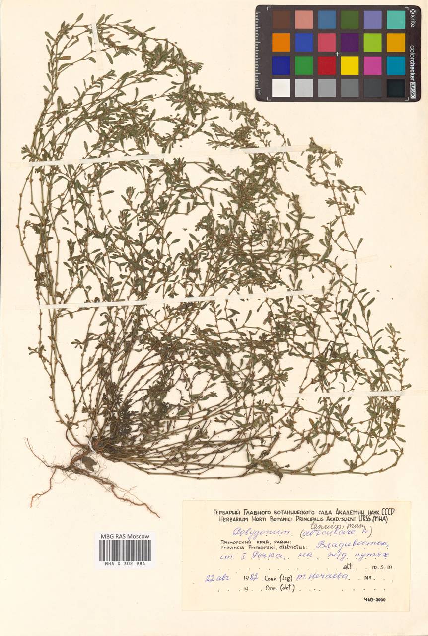 Polygonum tenuissimum A. I. Baranov & Skvortsov ex Vorosch., Siberia, Russian Far East (S6) (Russia)