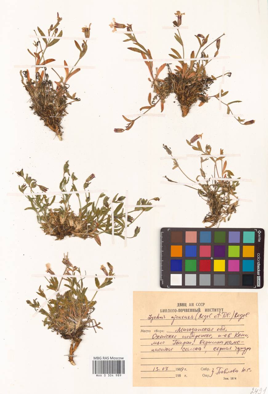 Silene ajanensis (Regel & Tiling) Vorosch., Siberia, Chukotka & Kamchatka (S7) (Russia)