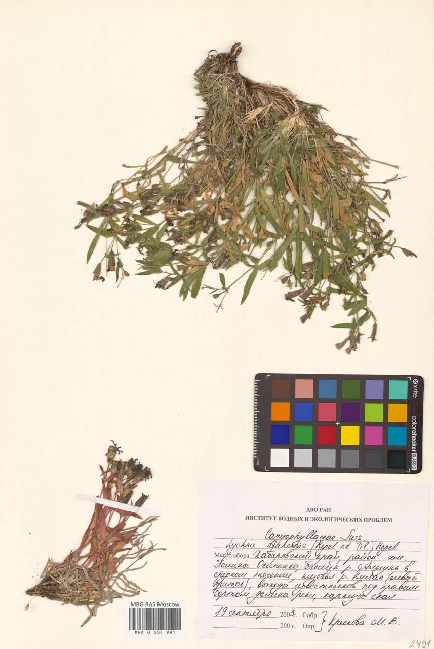 Silene ajanensis (Regel & Tiling) Vorosch., Siberia, Russian Far East (S6) (Russia)