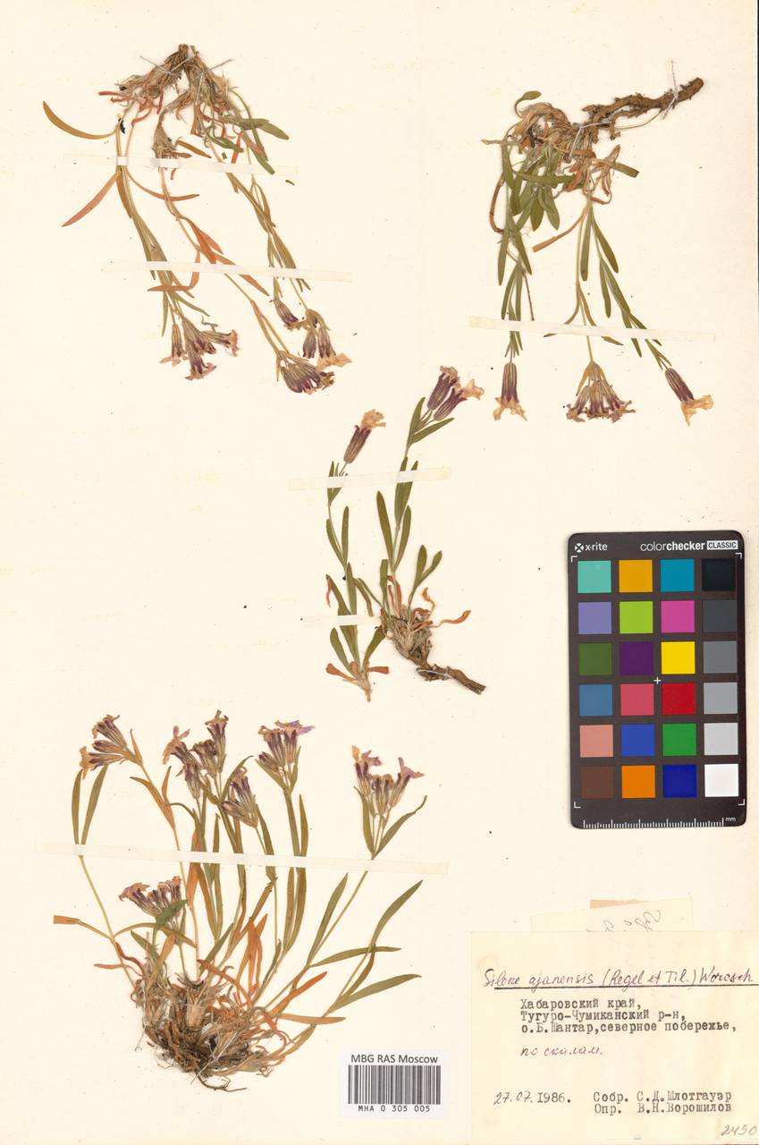 Silene ajanensis (Regel & Tiling) Vorosch., Siberia, Russian Far East (S6) (Russia)