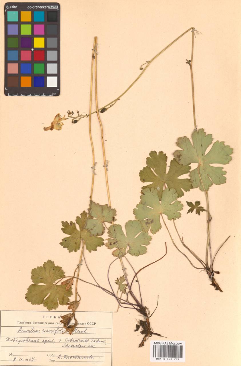 Aconitum crassifolium Steinb., Siberia, Russian Far East (S6) (Russia)