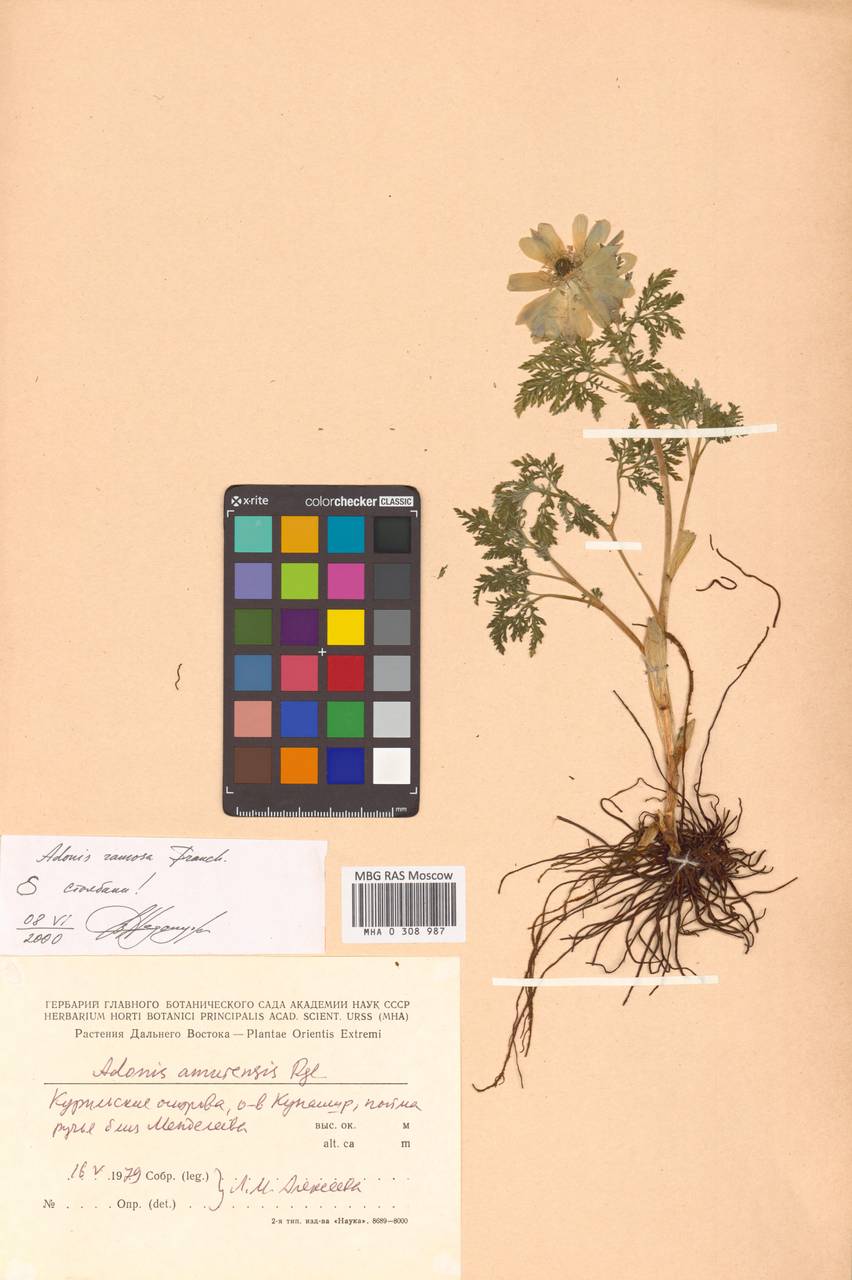 Adonis ramosa Franch., Siberia, Russian Far East (S6) (Russia)