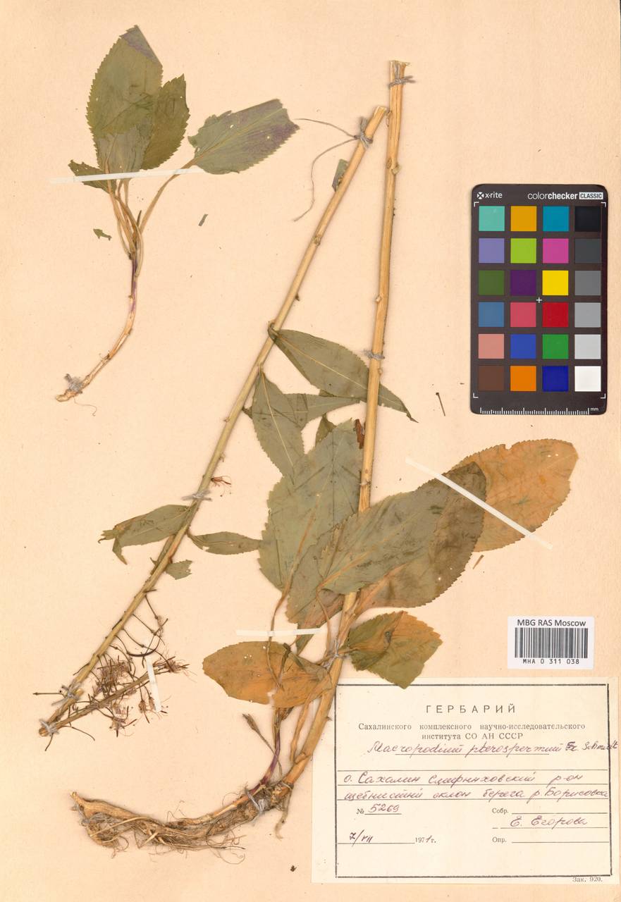Macropodium pterospermum F.Schmidt, Siberia, Russian Far East (S6) (Russia)
