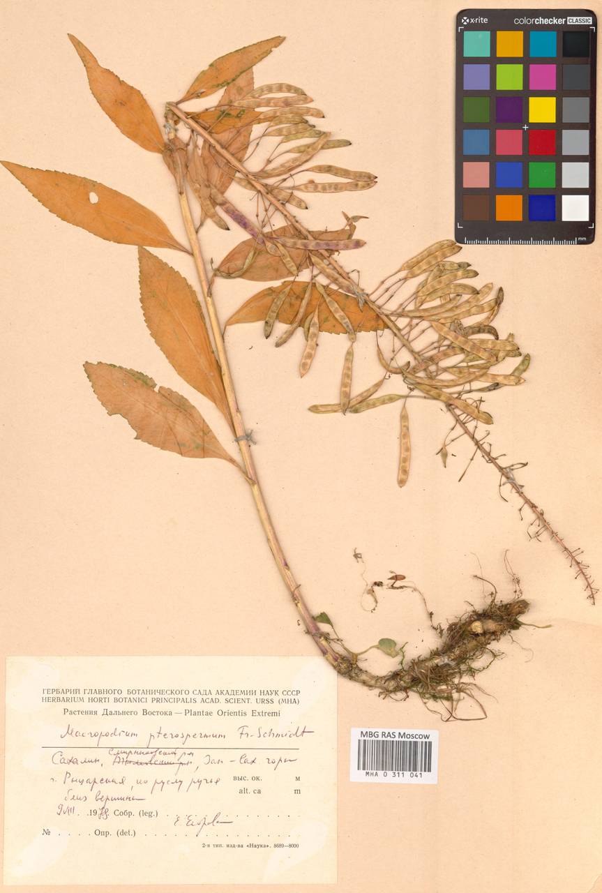 Macropodium pterospermum F.Schmidt, Siberia, Russian Far East (S6) (Russia)