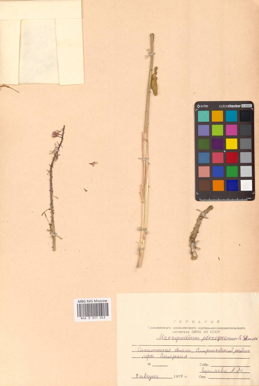 Macropodium pterospermum F.Schmidt, Siberia, Russian Far East (S6) (Russia)