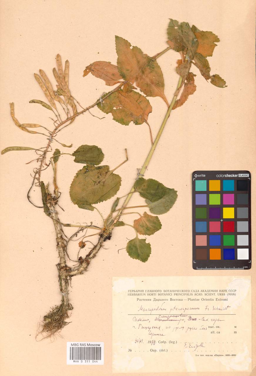 Macropodium pterospermum F.Schmidt, Siberia, Russian Far East (S6) (Russia)