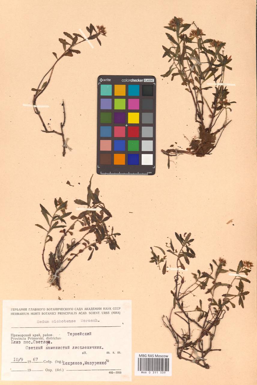 Phedimus sichotensis (Vorosch.) 't Hart, Siberia, Russian Far East (S6) (Russia)