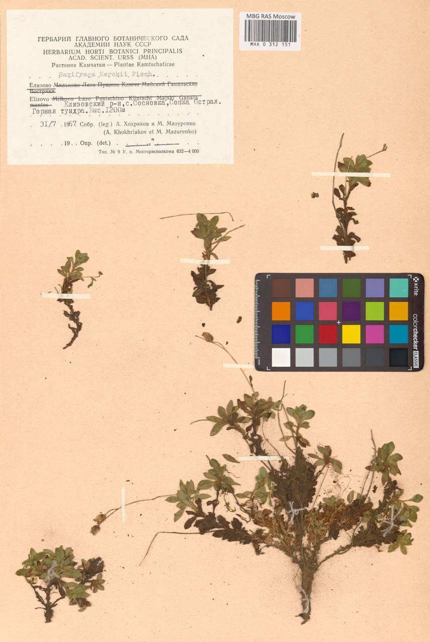 Micranthes merkii subsp. merkii, Siberia, Chukotka & Kamchatka (S7) (Russia)