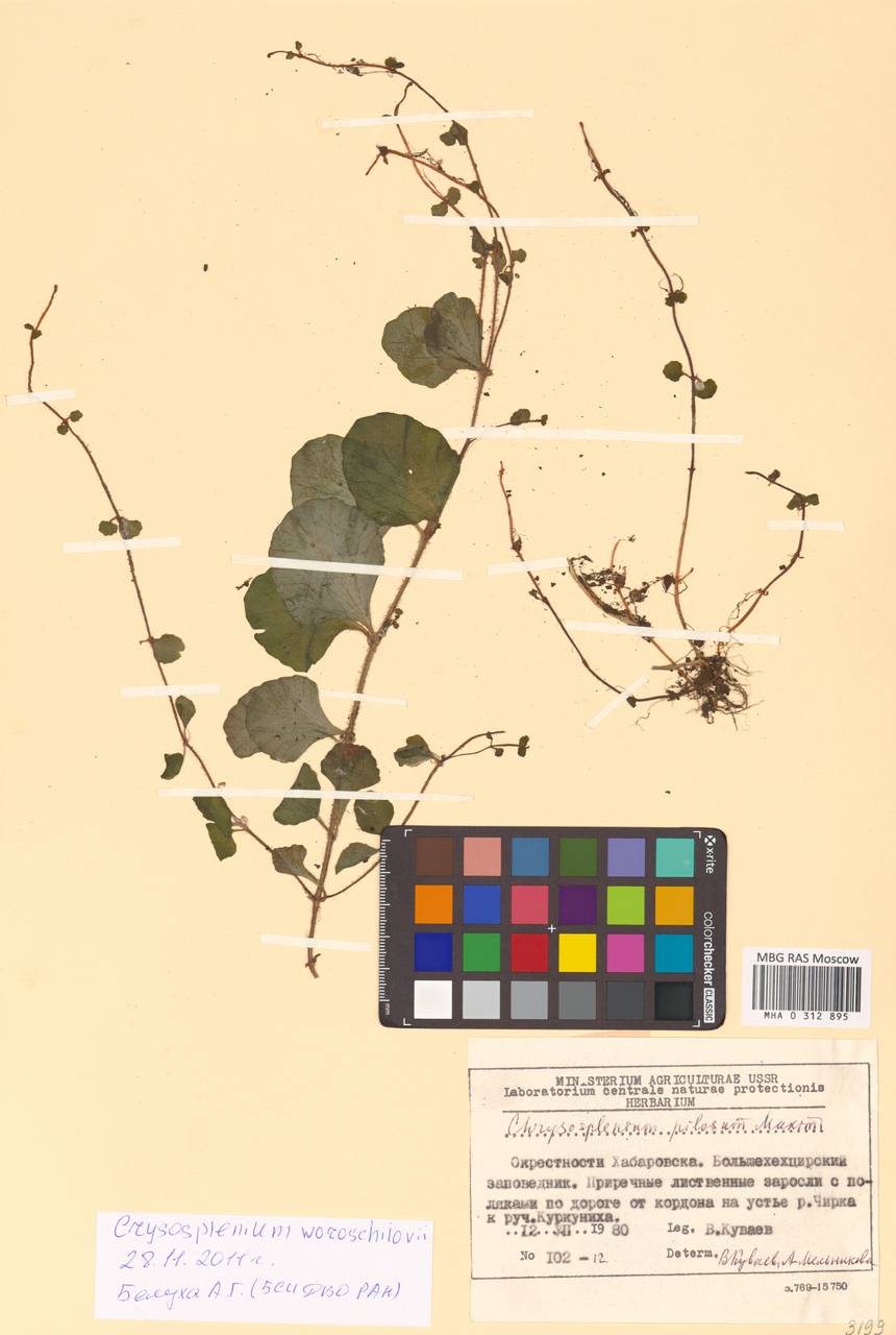 Chrysosplenium woroschilovii Neczajeva, Siberia, Russian Far East (S6) (Russia)