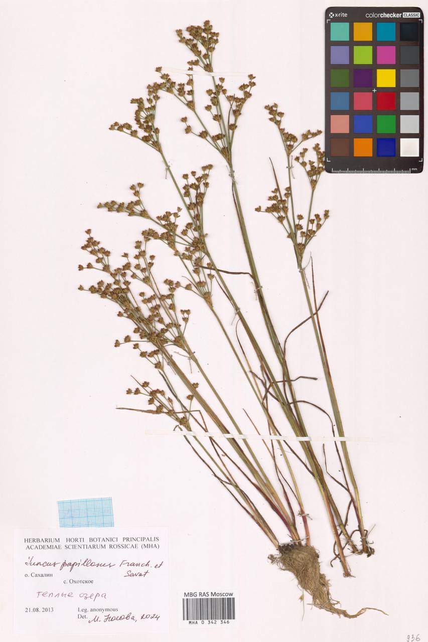 Juncus papillosus Franch. & Sav., Siberia, Russian Far East (S6) (Russia)