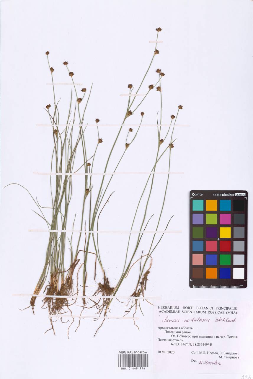Juncus alpinoarticulatus subsp. rariflorus (Hartm.) Holub, Eastern Europe, Northern region (E1) (Russia)