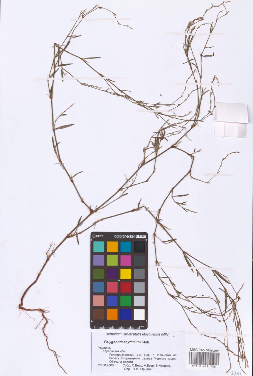Polygonum aschersonianum H. Gross, Eastern Europe, South Ukrainian region (E12) (Ukraine)
