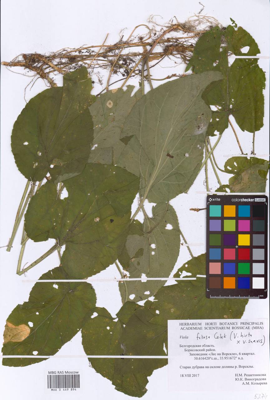 Viola ×foliosa Celak., Eastern Europe, Central forest-and-steppe region (E6) (Russia)