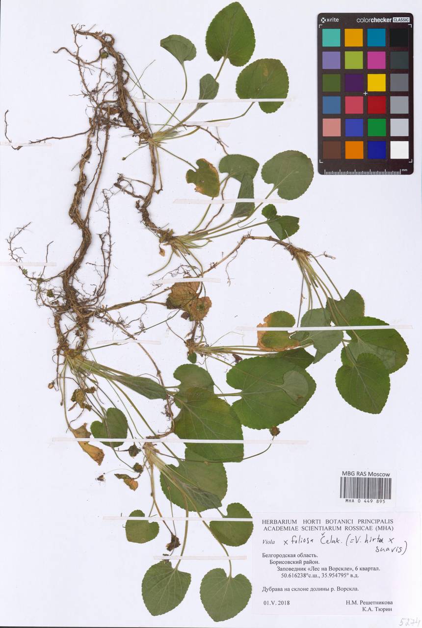 Viola ×foliosa Celak., Eastern Europe, Central forest-and-steppe region (E6) (Russia)