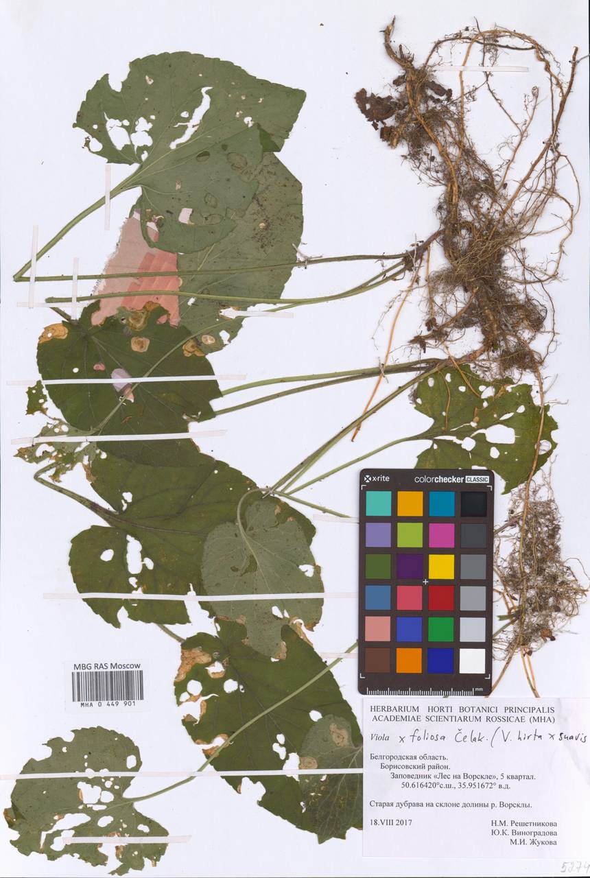 Viola ×foliosa Celak., Eastern Europe, Central forest-and-steppe region (E6) (Russia)