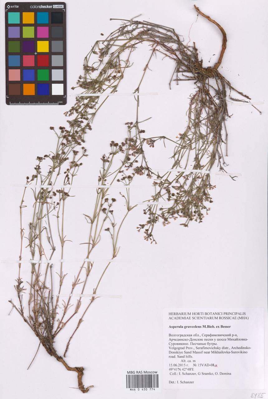 Cynanchica graveolens subsp. graveolens, Eastern Europe, Lower Volga region (E9) (Russia)