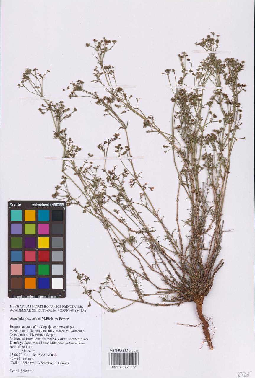 Cynanchica graveolens subsp. graveolens, Eastern Europe, Lower Volga region (E9) (Russia)
