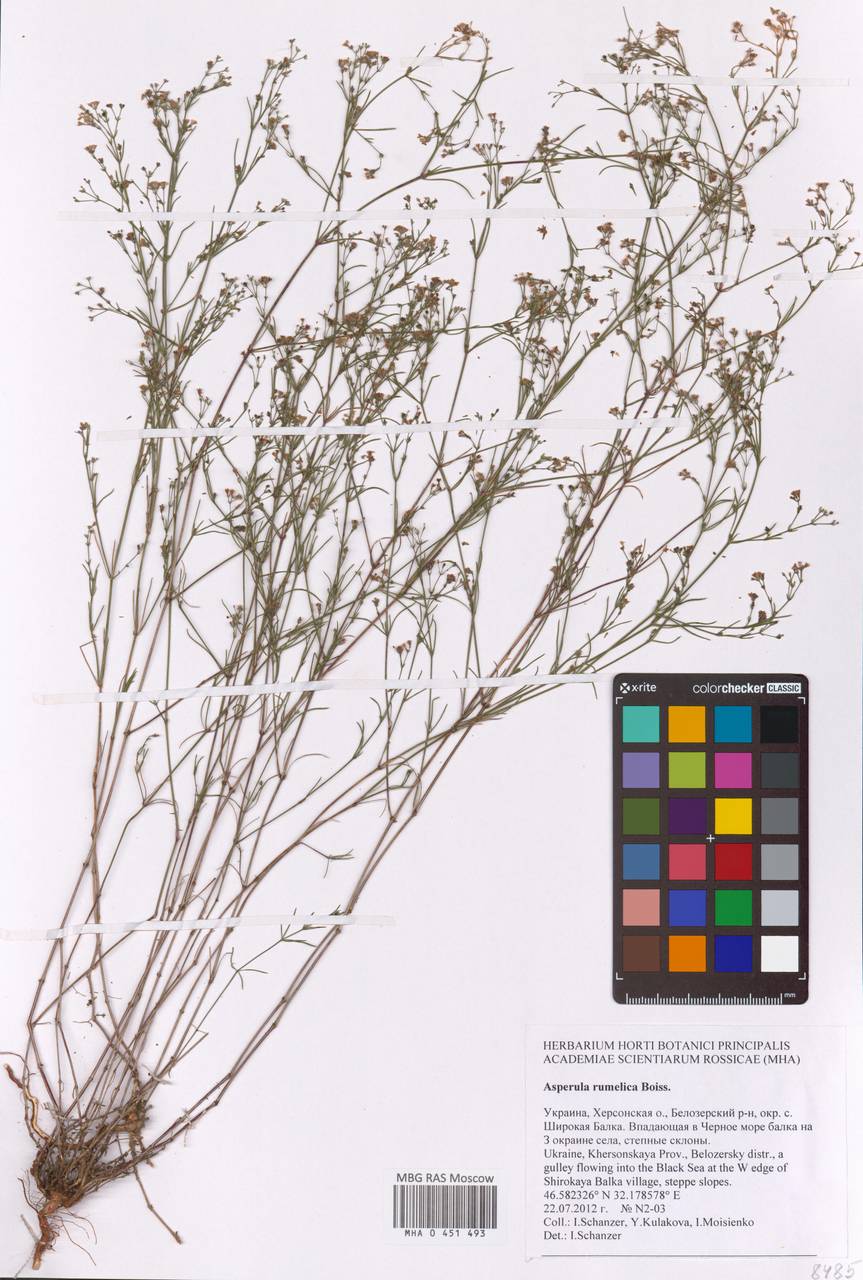 Cynanchica rumelica (Boiss.) P.Caputo & Del Guacchio, Eastern Europe, South Ukrainian region (E12) (Ukraine)