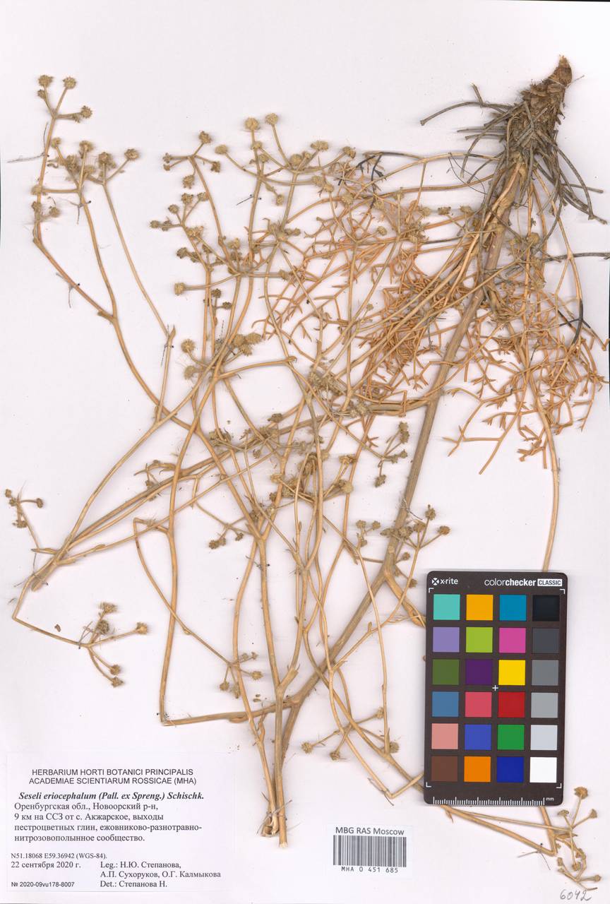 Seseli eriocephalum (Pall. ex Spreng.) Schischk., Eastern Europe, Eastern region (E10) (Russia)