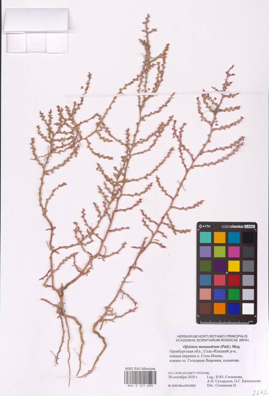 Ofaiston monandrum (Pall.) Moq., Eastern Europe, Eastern region (E10) (Russia)