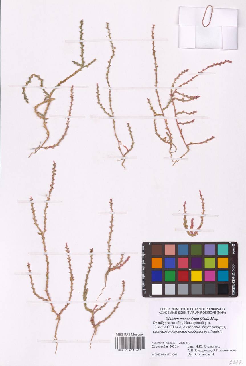 Ofaiston monandrum (Pall.) Moq., Eastern Europe, Eastern region (E10) (Russia)