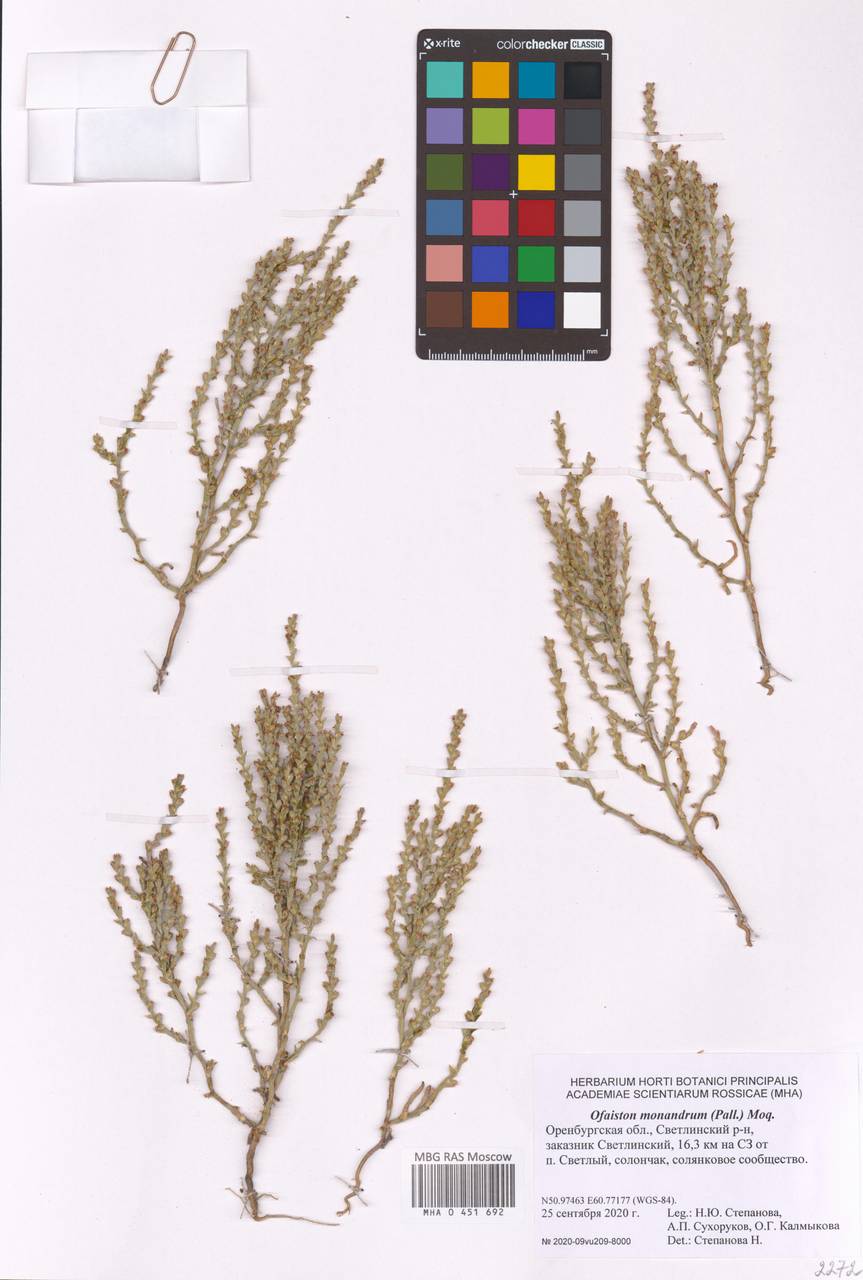 Ofaiston monandrum (Pall.) Moq., Eastern Europe, Eastern region (E10) (Russia)