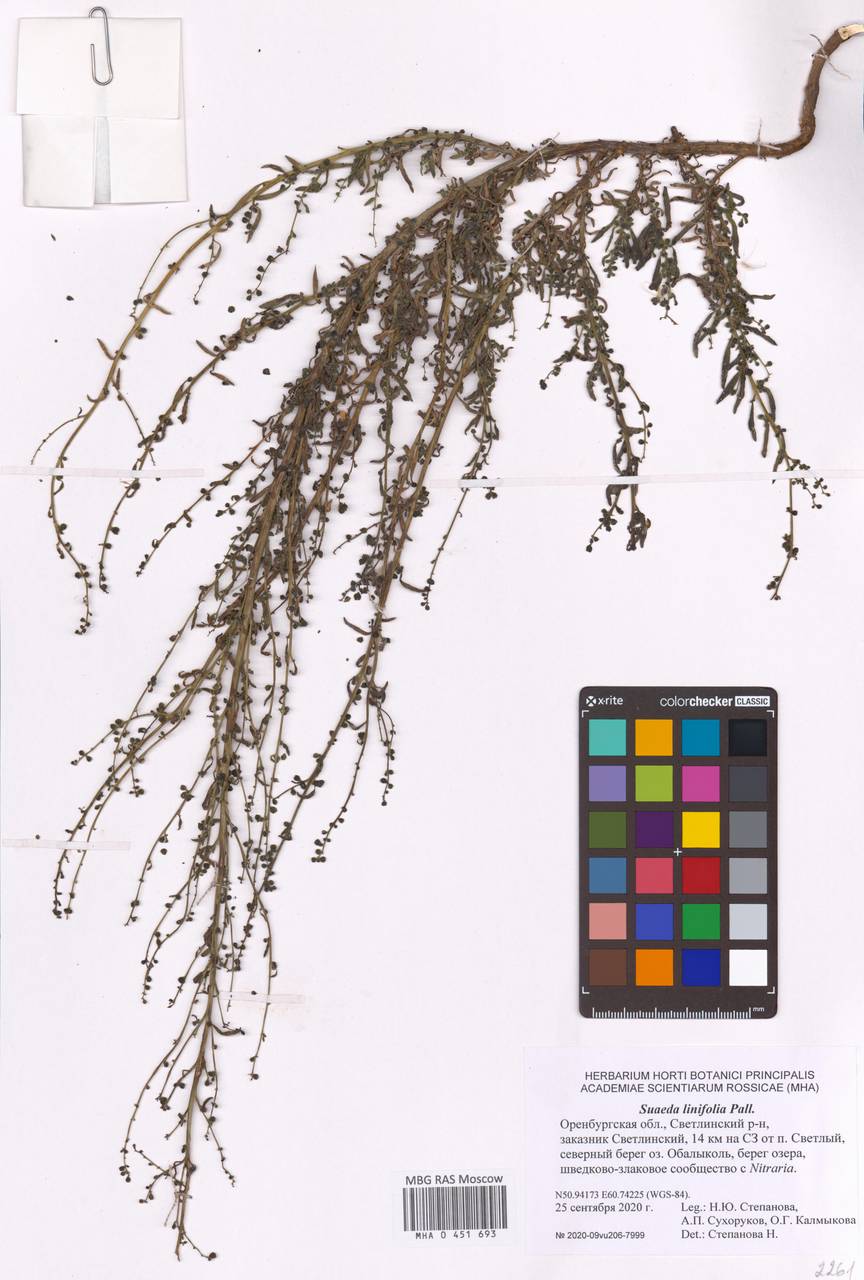 Suaeda linifolia Pall., Eastern Europe, Eastern region (E10) (Russia)