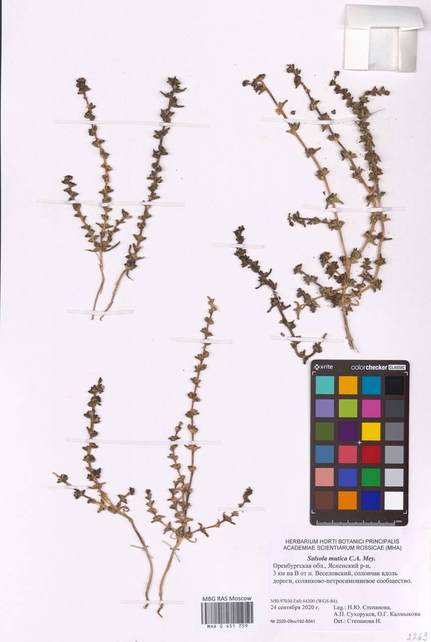 Soda acutifolia (Bunge) Mosyakin, Freitag & Rilke, Eastern Europe, Eastern region (E10) (Russia)