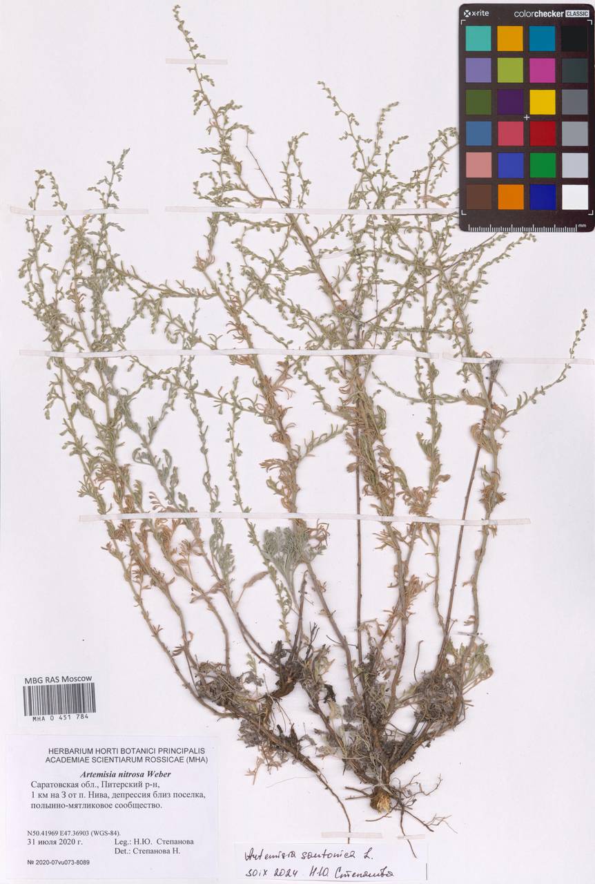Artemisia caerulescens subsp. caerulescens, Eastern Europe, Lower Volga region (E9) (Russia)