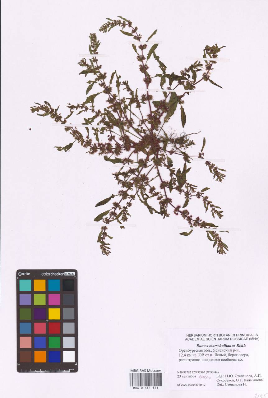 Rumex marschallianus Rchb., Eastern Europe, Eastern region (E10) (Russia)