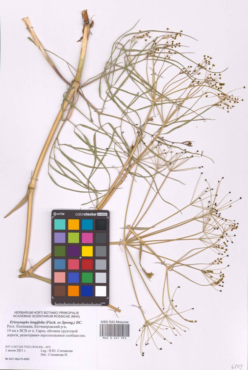 Ferula longifolia Fisch. ex Spreng., Eastern Europe, Lower Volga region (E9) (Russia)