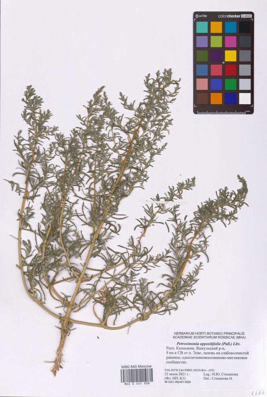 Petrosimonia oppositifolia (Pall.) Litv., Eastern Europe, Lower Volga region (E9) (Russia)
