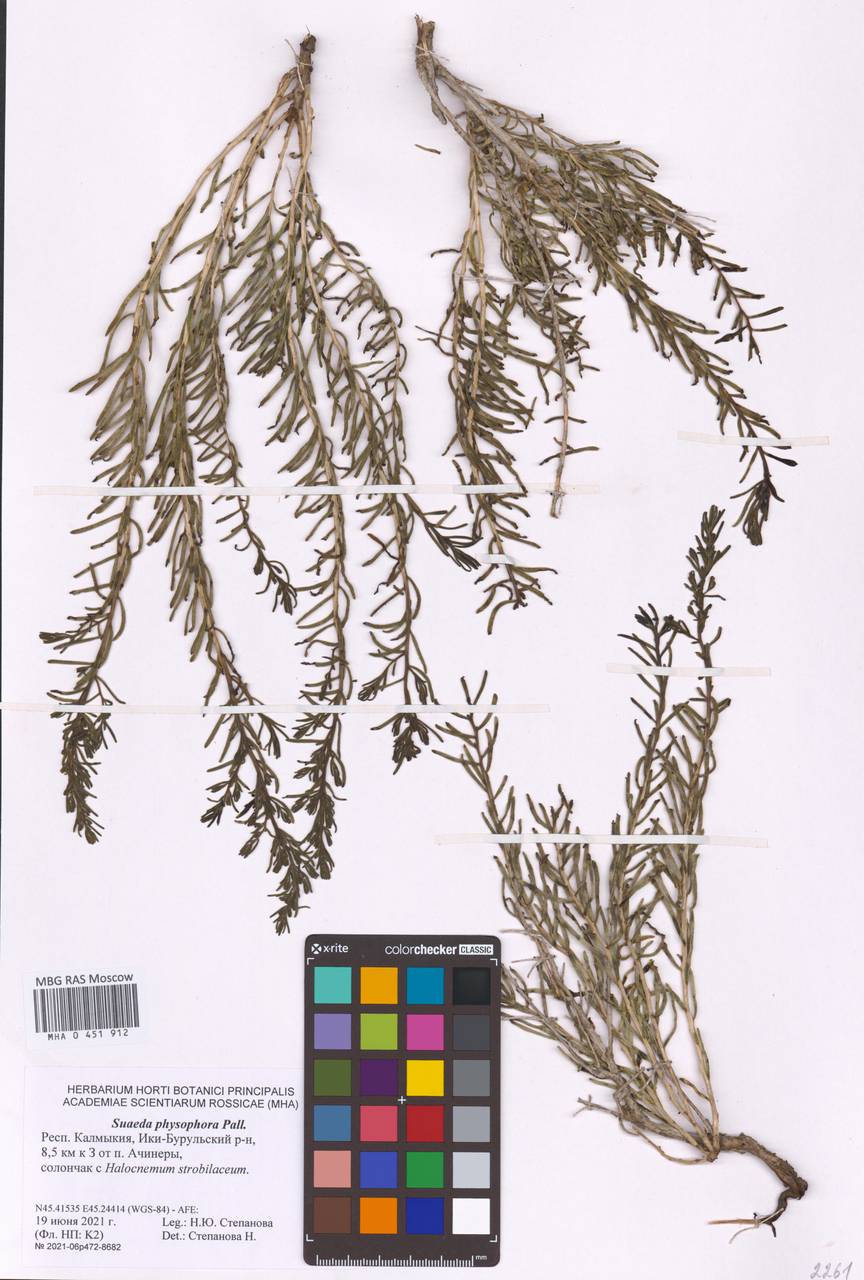 Suaeda physophora Pall., Eastern Europe, Lower Volga region (E9) (Russia)