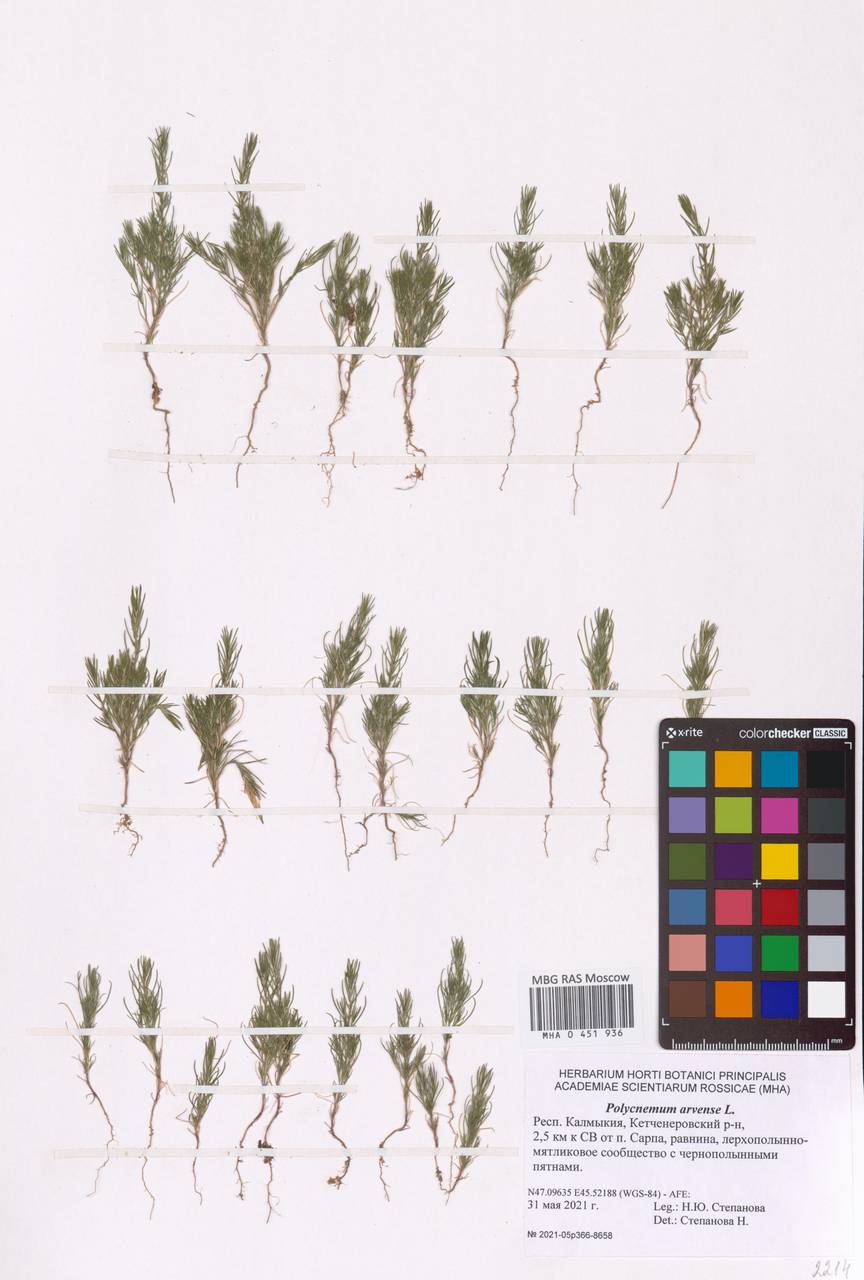 Polycnemum arvense L., Eastern Europe, Lower Volga region (E9) (Russia)