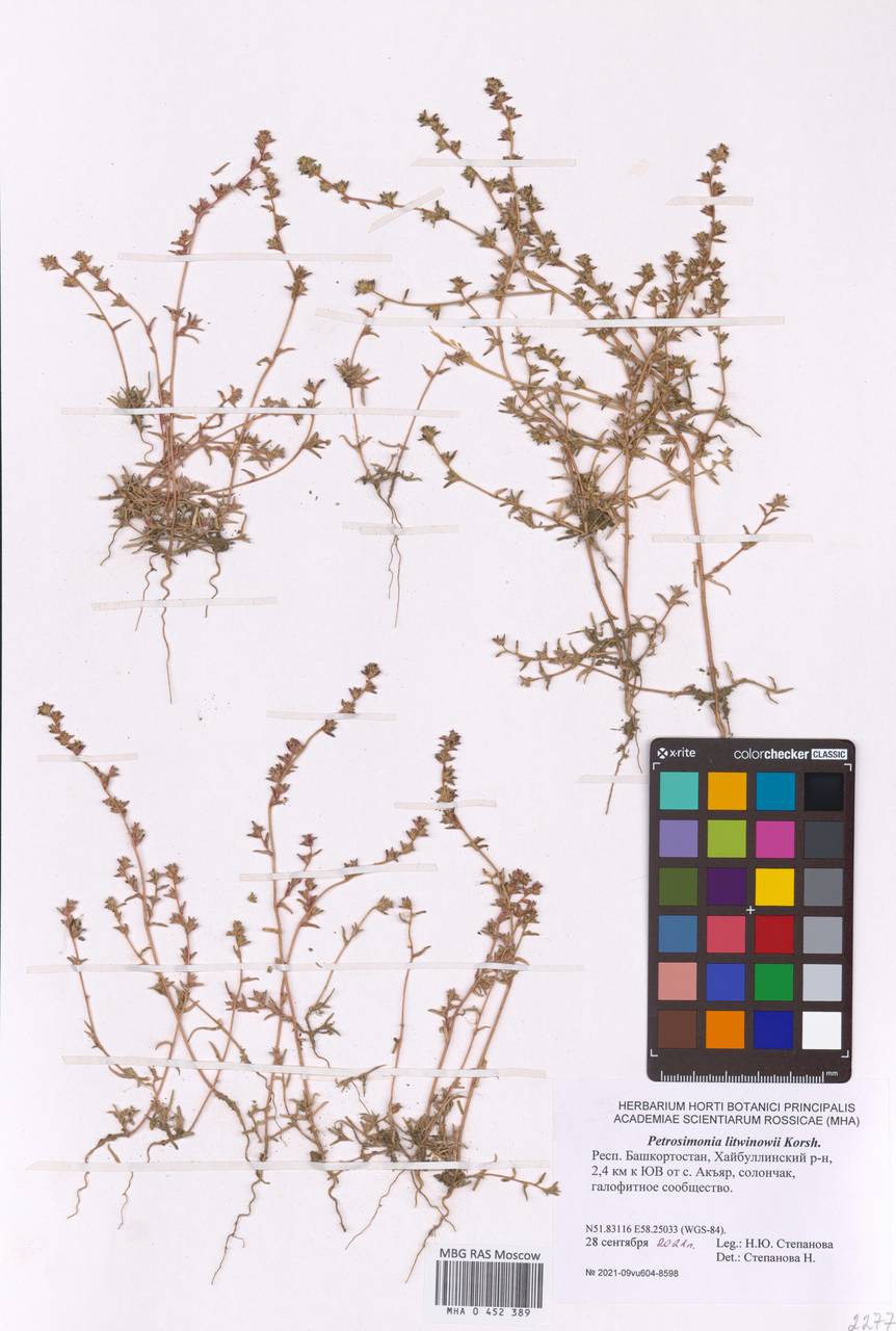 Petrosimonia litwinowii Korsh., Eastern Europe, Eastern region (E10) (Russia)