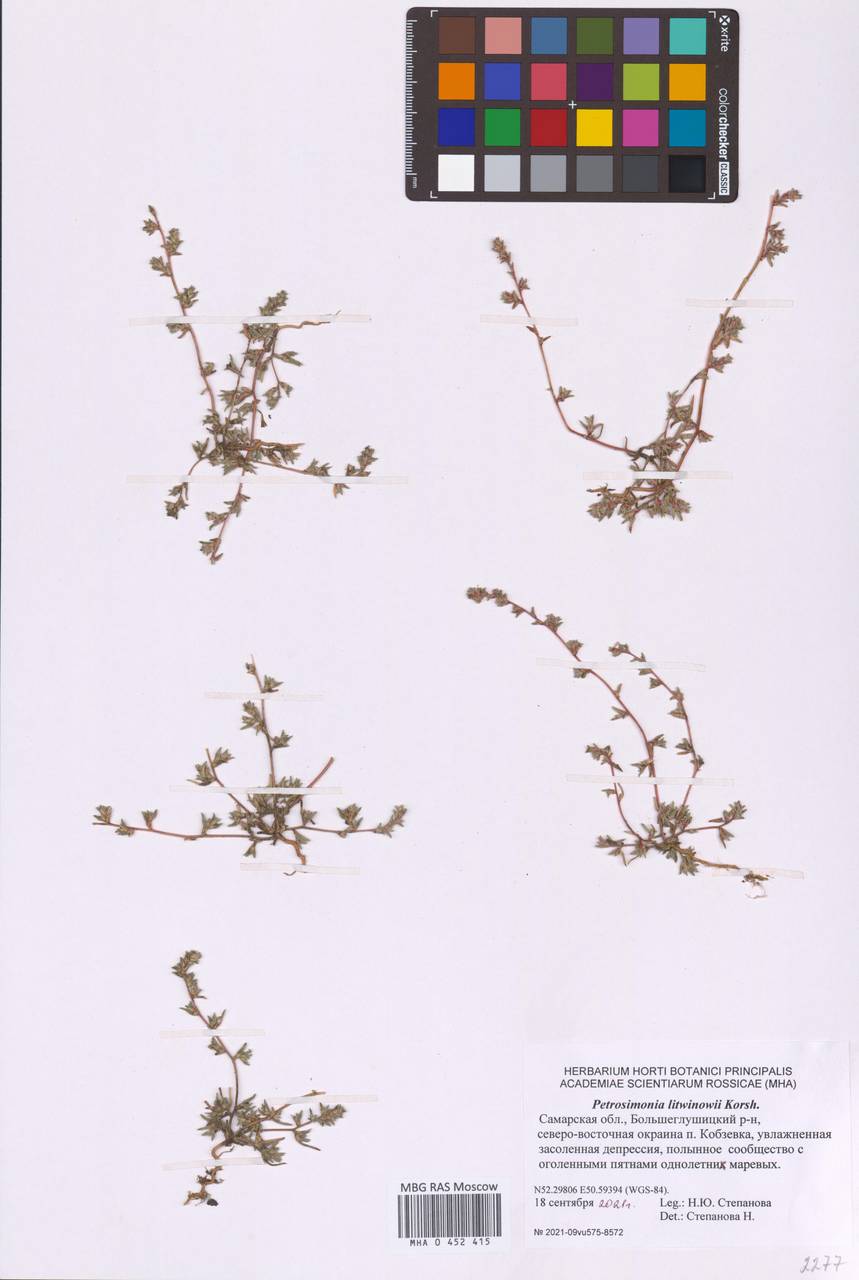 Petrosimonia litwinowii Korsh., Eastern Europe, Middle Volga region (E8) (Russia)