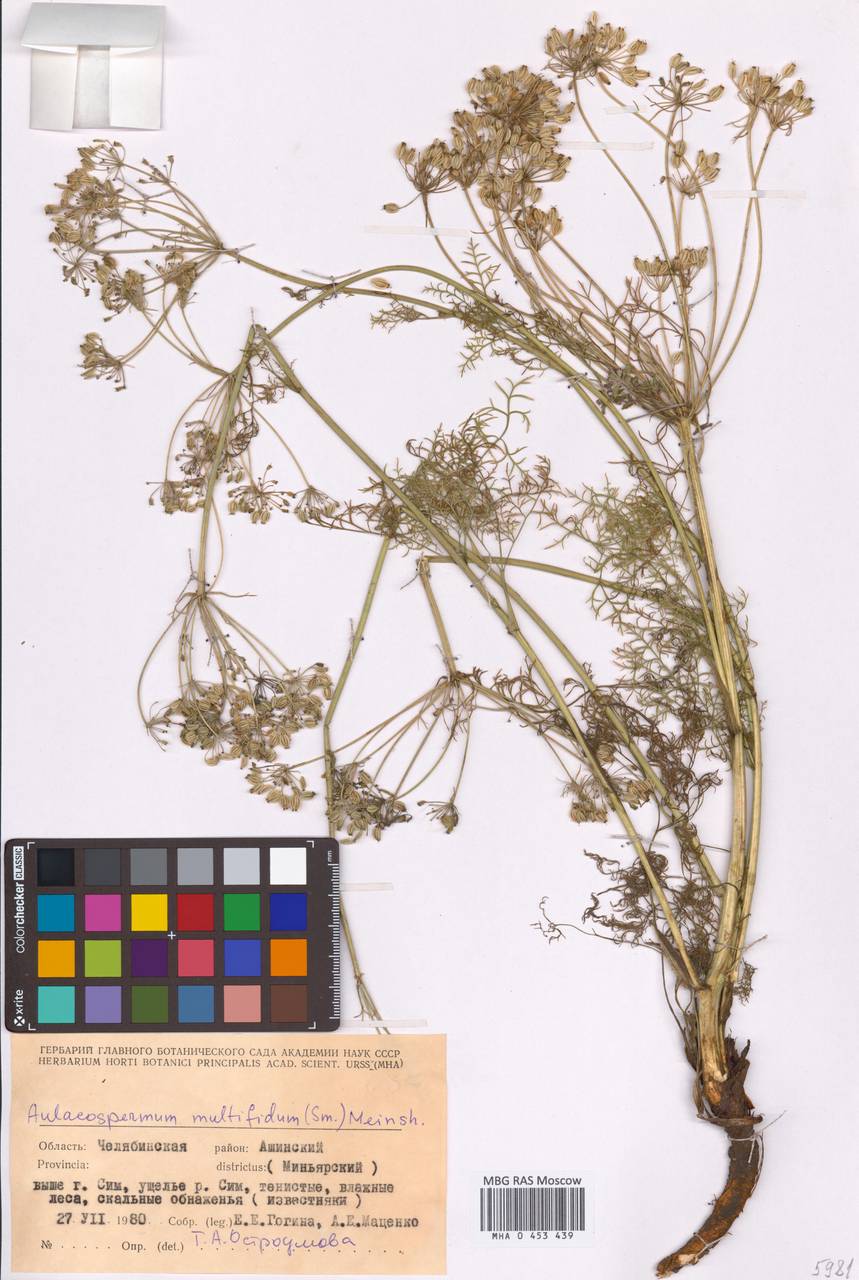 Aulacospermum multifidum (Sm.) Meinsh., Eastern Europe, Eastern region (E10) (Russia)