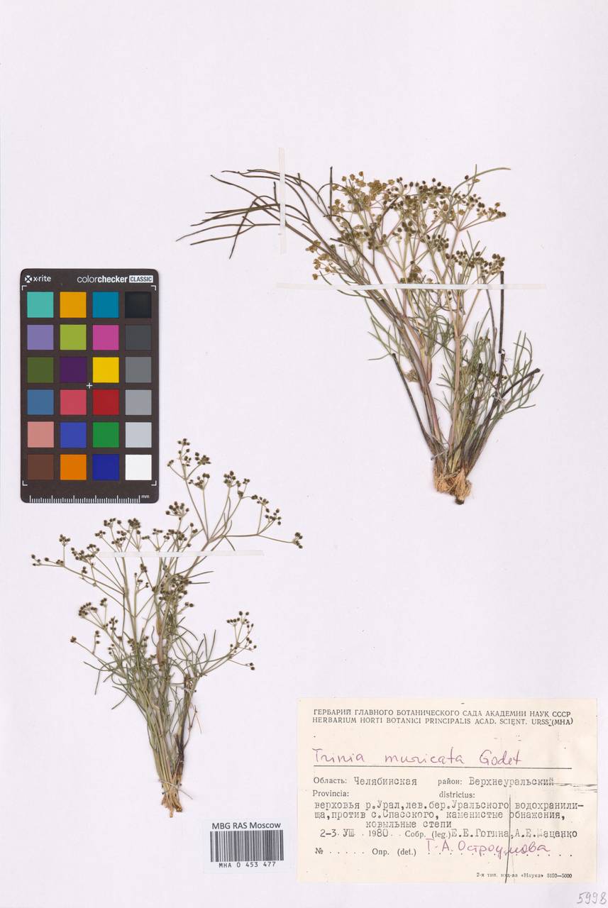 Trinia muricata Godet, Eastern Europe, Eastern region (E10) (Russia)