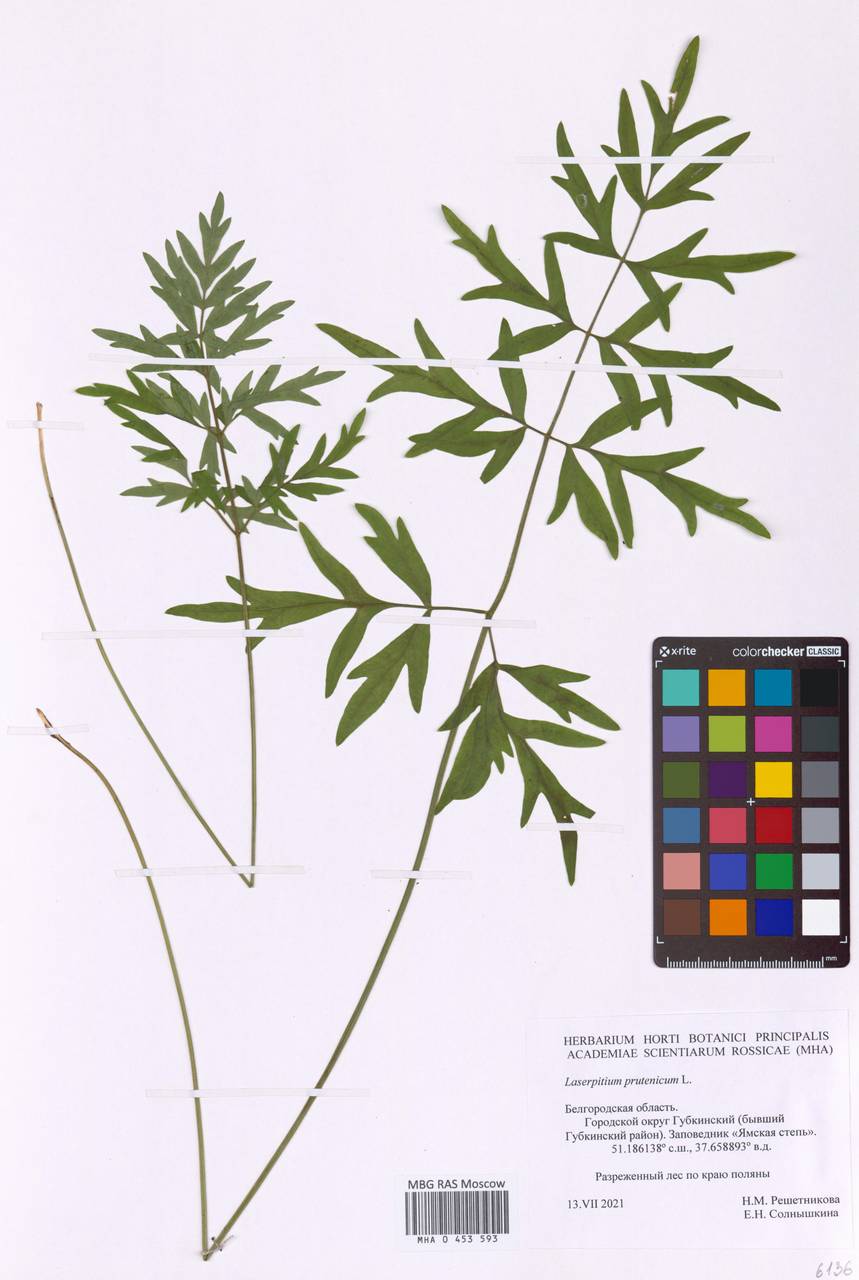Silphiodaucus prutenicus subsp. prutenicus, Eastern Europe, Central forest-and-steppe region (E6) (Russia)