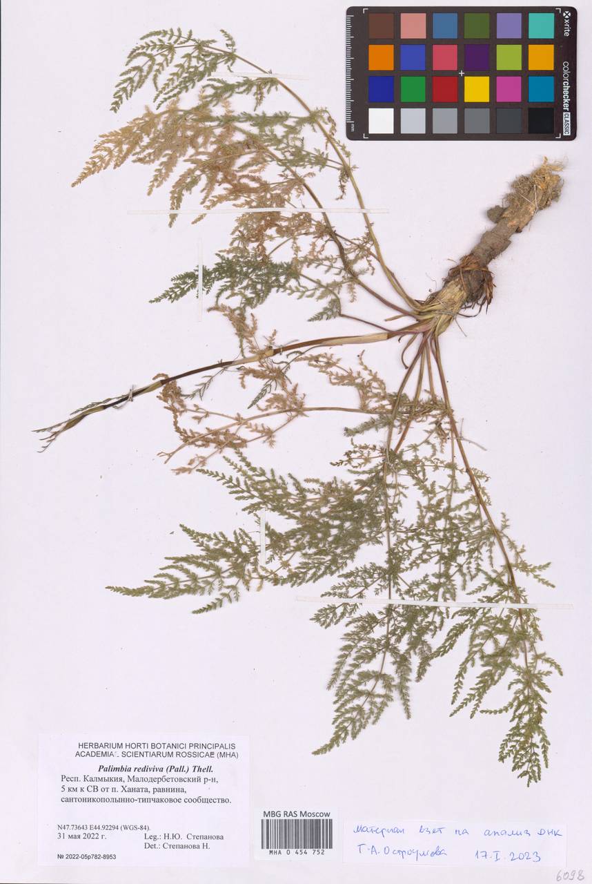 Palimbia rediviva (Pall.) Thell., Eastern Europe, Lower Volga region (E9) (Russia)