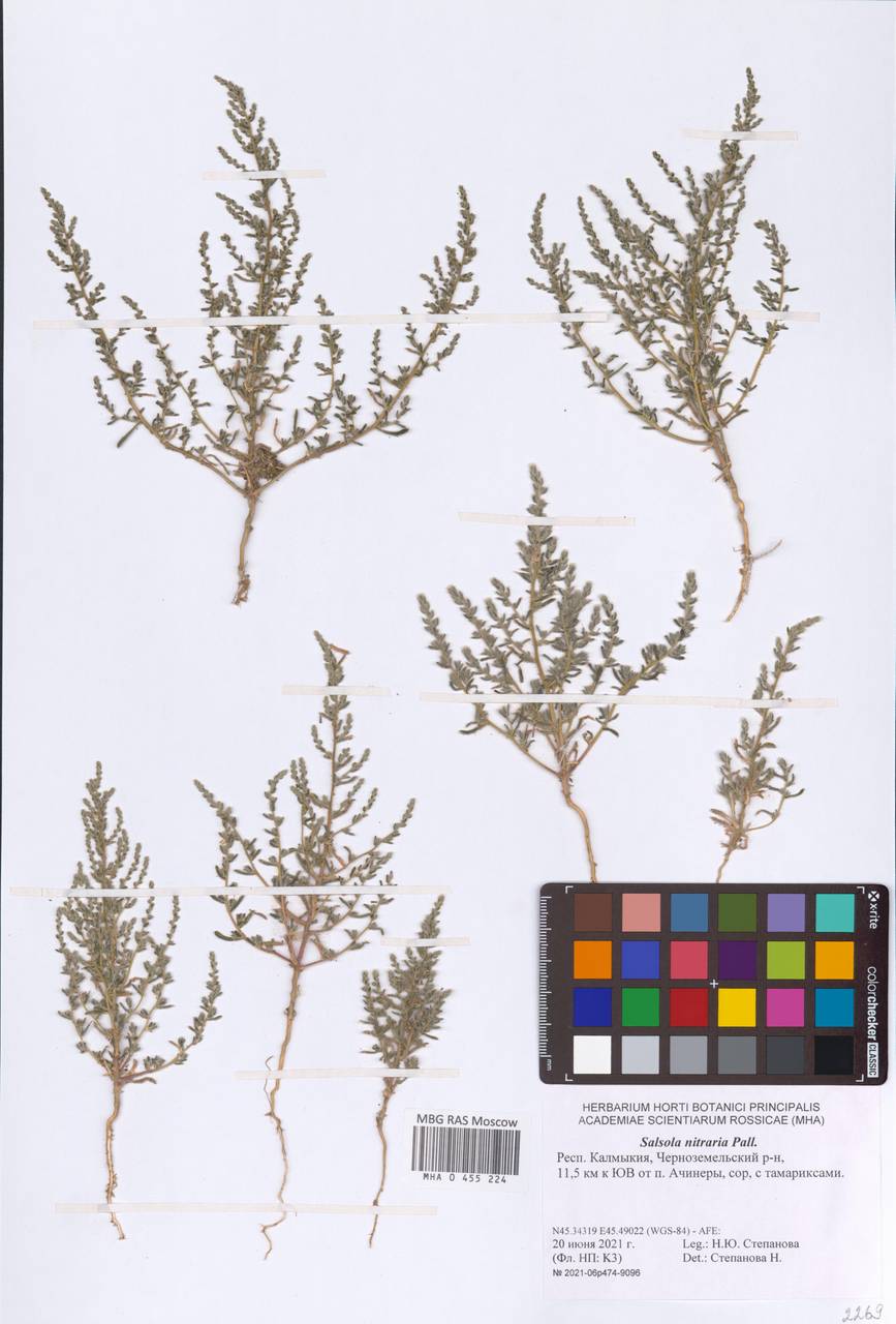 Nitrosalsola nitraria (Pall.) Tzvelev, Eastern Europe, Lower Volga region (E9) (Russia)